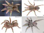 Khantao gen. nov., a New Genus of Selenocosmiinae from Western Yunnan, China