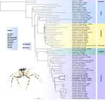 Resolving the Tribal Classification of Lechia Żabka, 1985 (Araneae: Salticidae) Using UCE Phylogenomics and Morphology