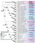 UCE Phylogenomics Advances the Systematics of Araneae: Miturgidae Non-Monophyly and Systariidae Elevated to Family Rank