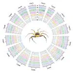 Chromosome-Level Genome Assembly of the Jumping Spider Spartaeus platnicki