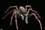 Two New Species of Spartaeus from Southern China