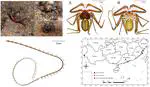 New Whip Spider Species Discovered in Guangdong